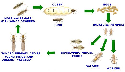 termite_lifecycle