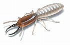 termite
