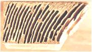 termites_10