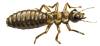 termites_5