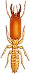 termites_7