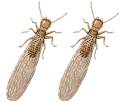 termites_8